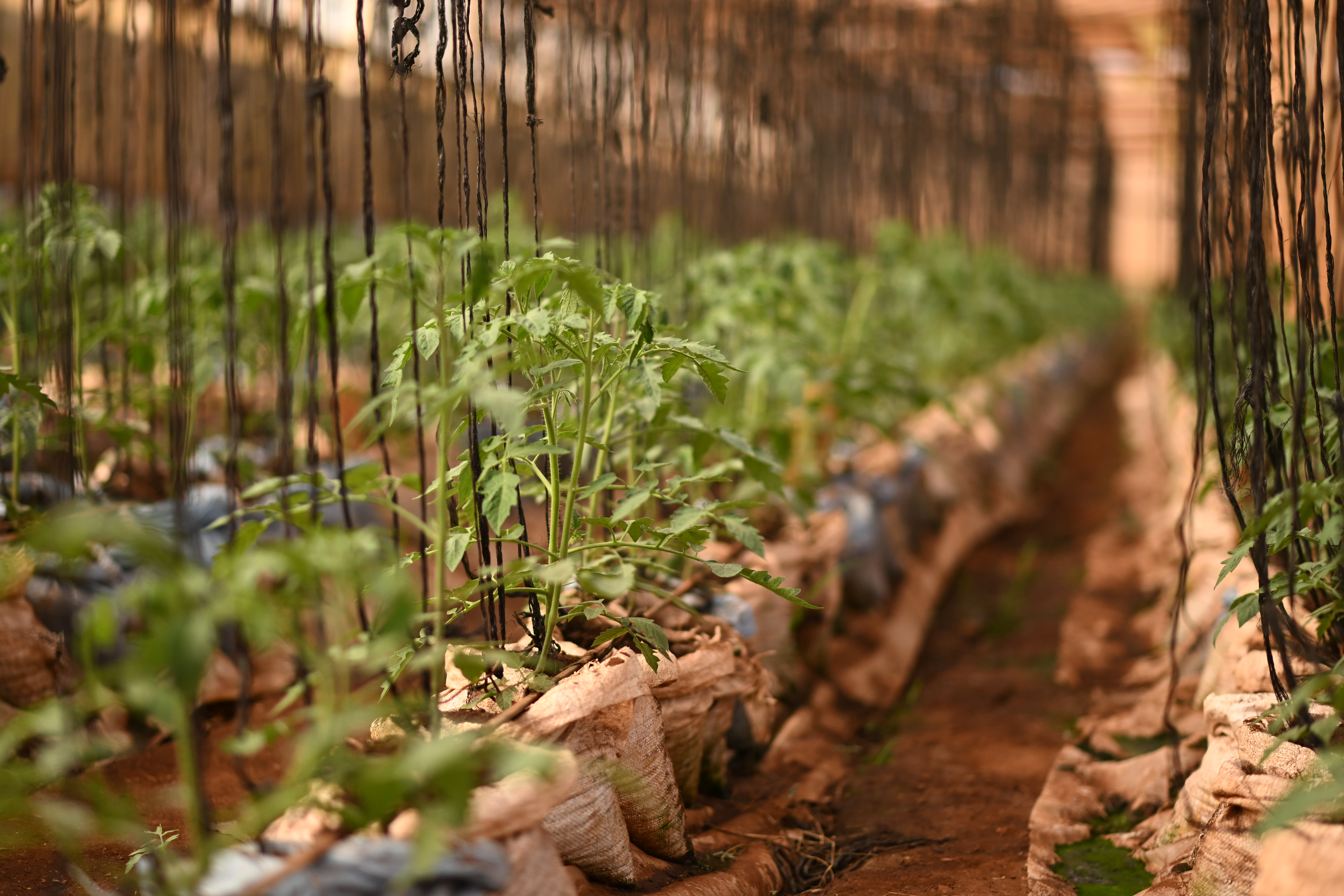 Farmers working in the fields in Malawi